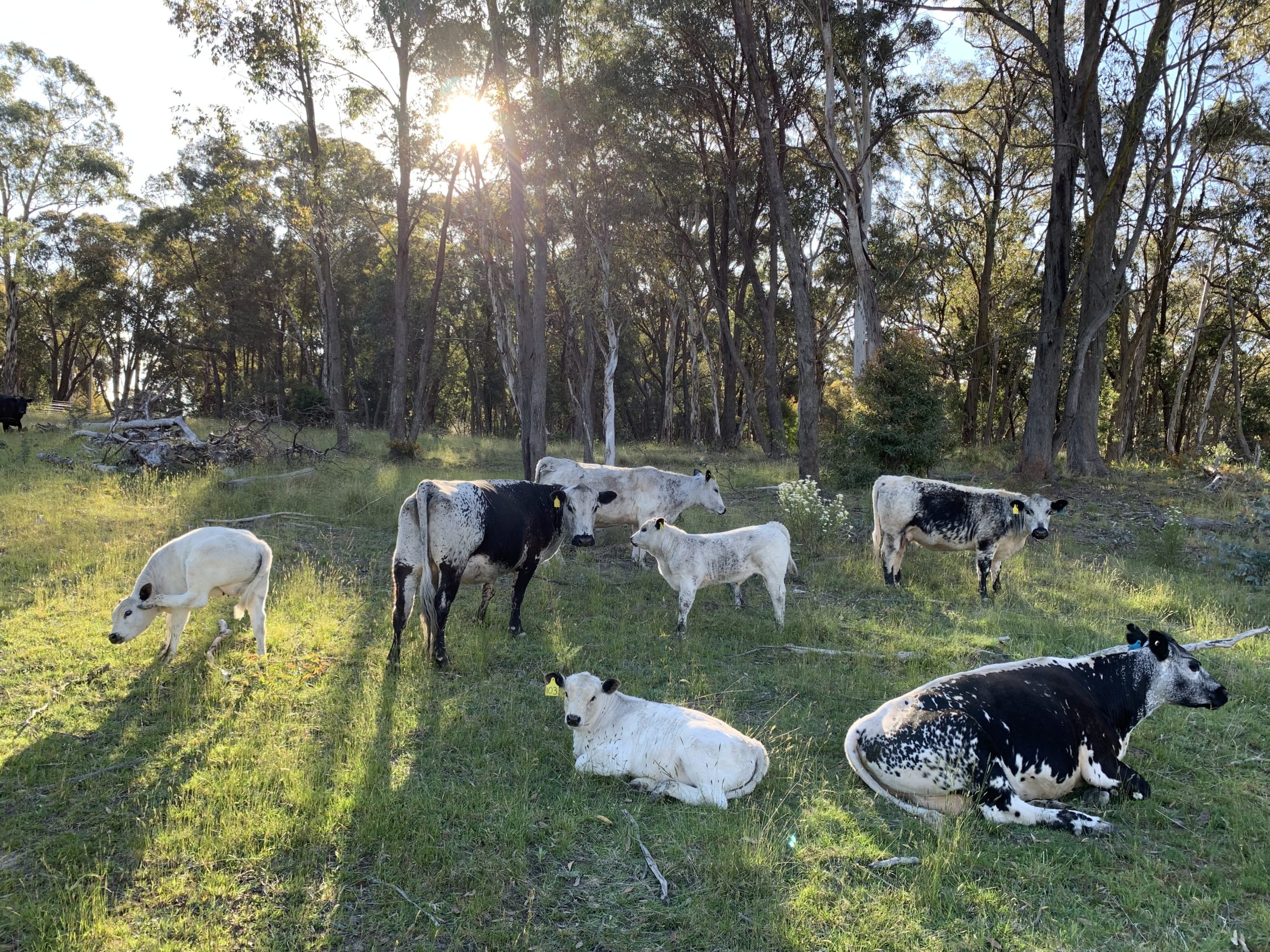 Speckle Park cows in a field